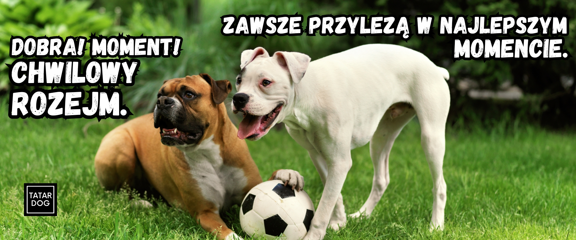 Bezpieczny sposób na to jak zapoznac dwa psy